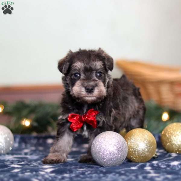Trace, Miniature Schnauzer Puppy